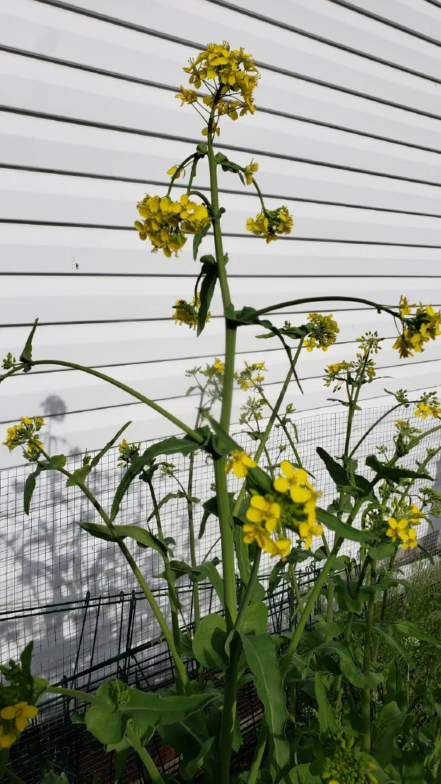 Take a look along the road near your house, or maybe in your own weed-infested garden. See some bright yellow flowers growing on a weedy stem? You might have mustard seed!