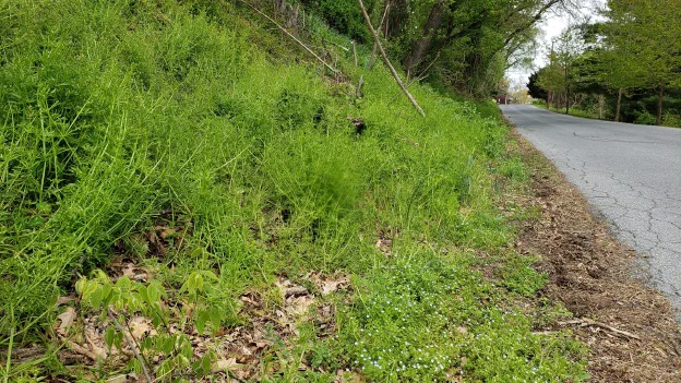 A grassy roadside verge thick with cleavers growing along the shoulder
