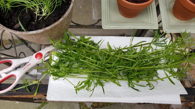 Sticky Willy has powerful antioxidant properties, so the infused water can be drunk when needed. You can make the stems and leaves into a healing poultice for wounds, as well.