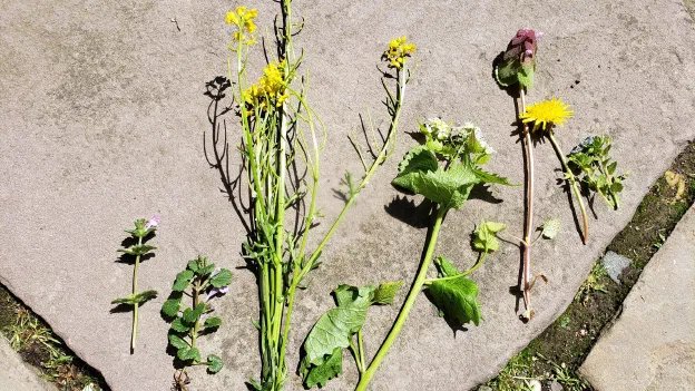 A Powwow's Garden