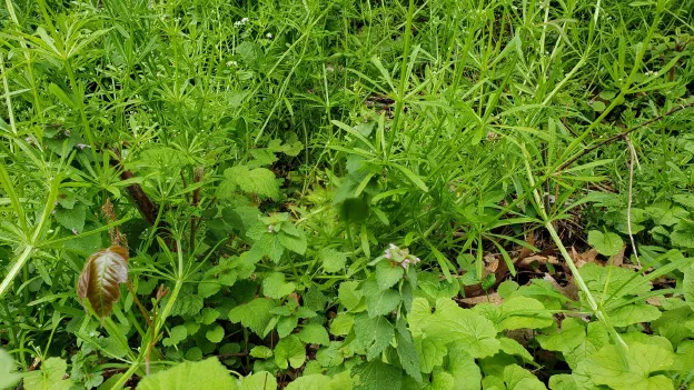 A dense patch of green ground cover with a small snail on a leaf