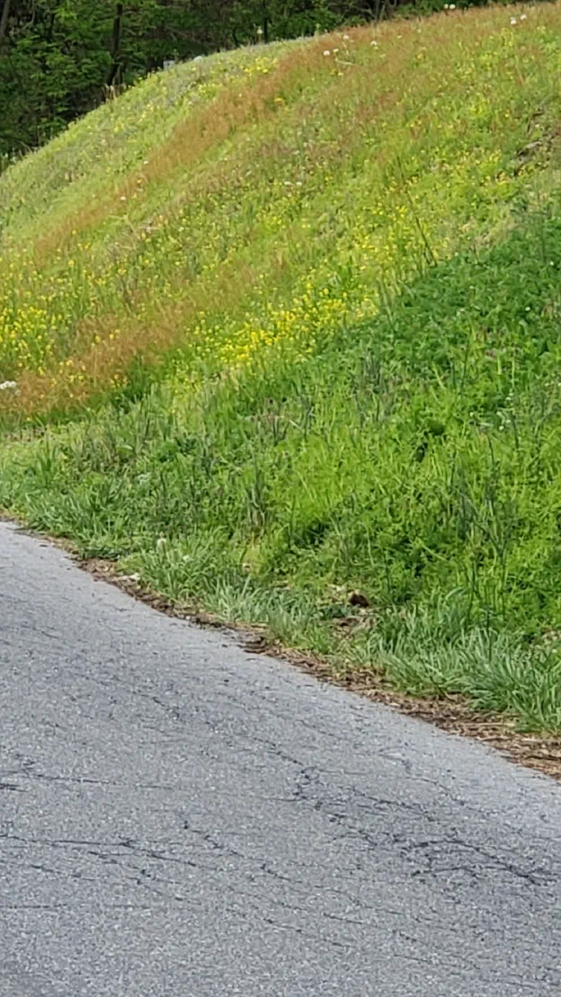 A steep green roadside bank running down to the edge of a country road