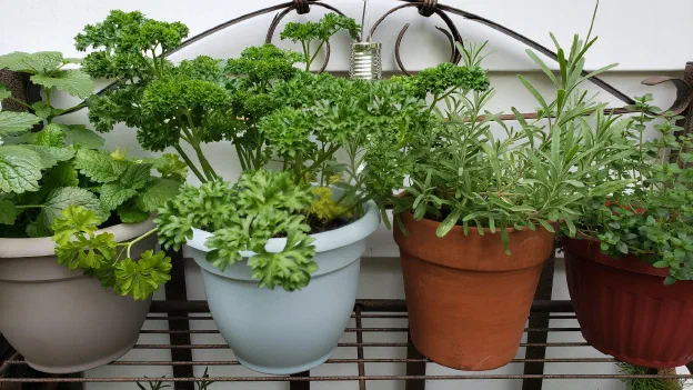 My potted herbs are doing very well this year. Herbs are tricky for me. Sometimes they grow, and other years they are more stubborn.