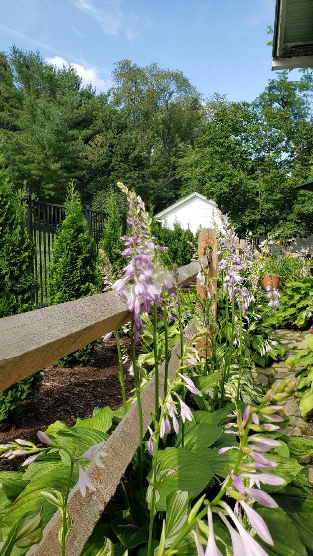 A summer garden in bloom along a split-rail fence, hostas flowering in the foreground