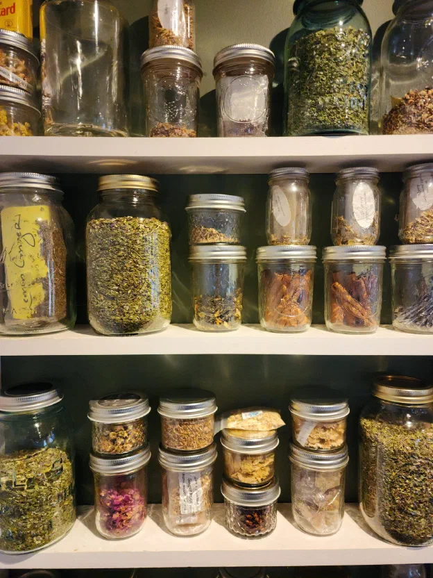 Shelves of glass apothecary jars filled with dried herbs