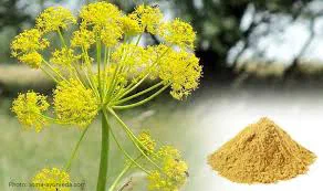 Yellow asafoetida flowers beside a heap of the ground resin