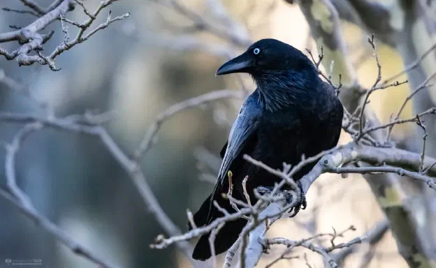 A crow perched among bare winter branches