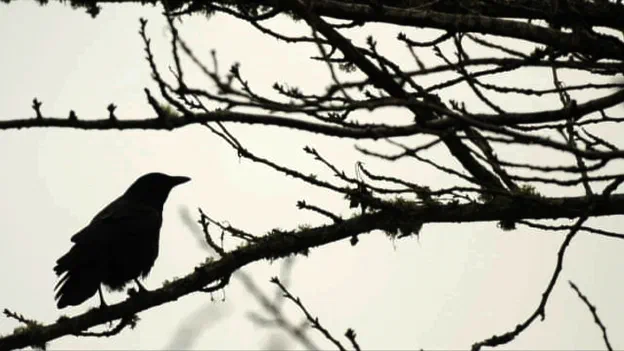 The protective nature of crows may seem bully-ish at first, but it's a really good system they have. The sentinels warn of intruders and the rest of the murder swoops in to attack.