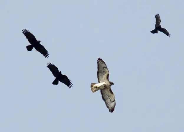 Three crows mobbing a hawk against an open sky