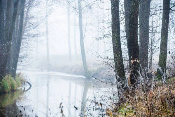 A misty winter woodland with a still river running between bare trees