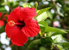 A red hibiscus flower in full bloom