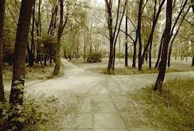 Two tracks meeting at a crossroads in open woodland