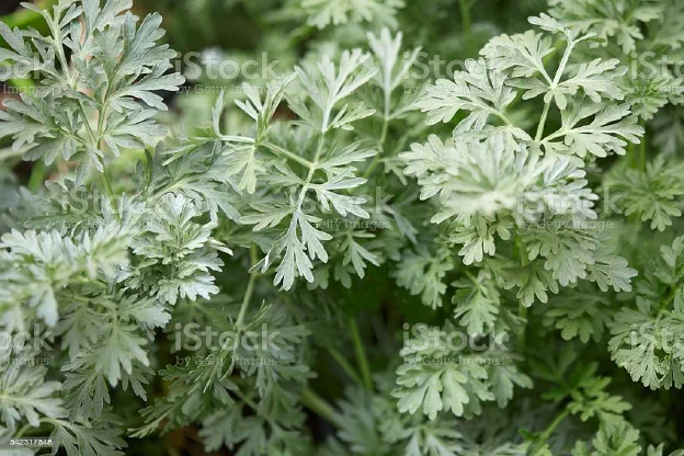 The feathery silver-green foliage of wormwood
