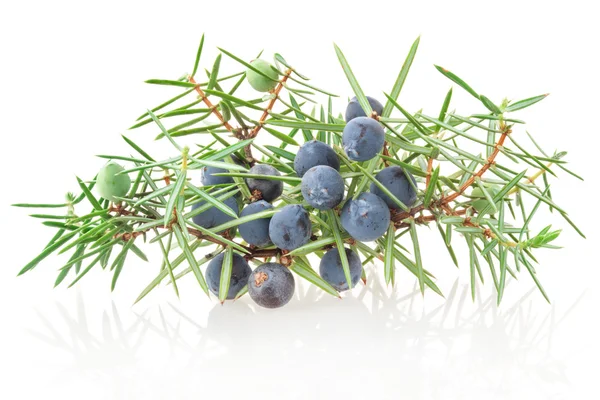 A sprig of juniper with ripe blue berries