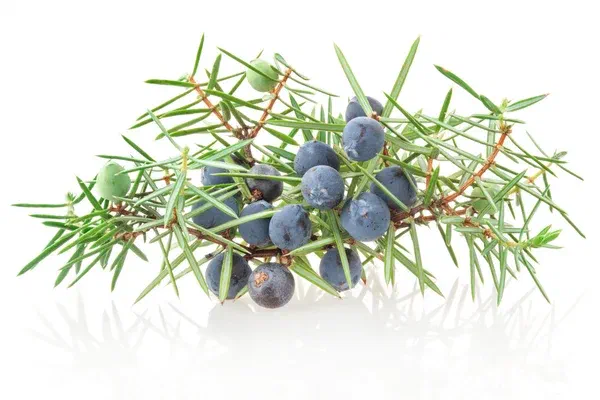 A sprig of juniper with ripe blue berries