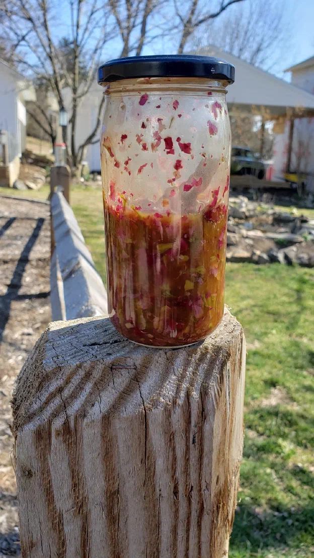 A tall glass jar of rose-petal oil macerating in the sun on a weathered fence post