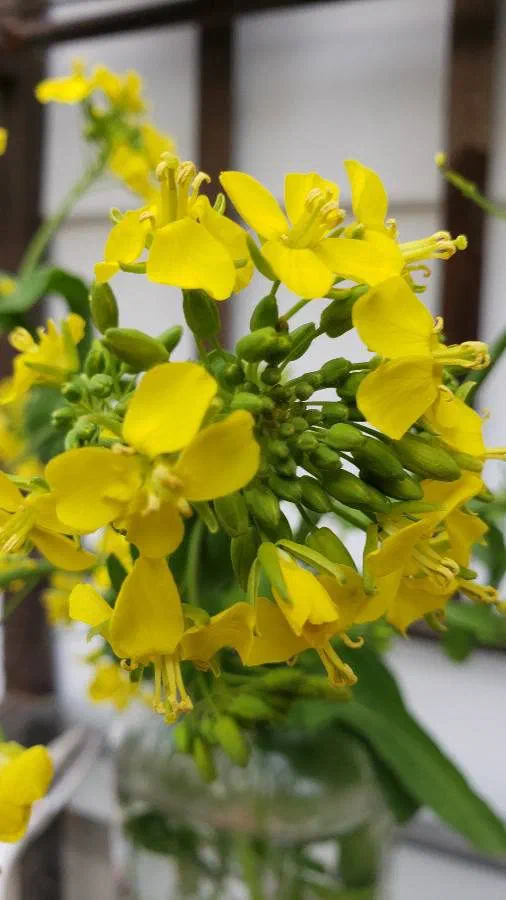A jar of cut wild mustard in flower, the yellow blossoms crowded on green stems